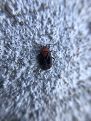 Neocapsus