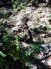 Brickellia cylindracea