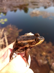 Lithobates virgatipes