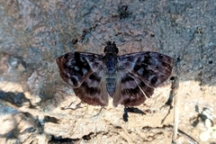 Ebrietas
