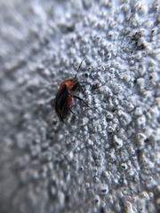 Neocapsus