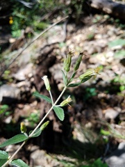 Brickellia cylindracea