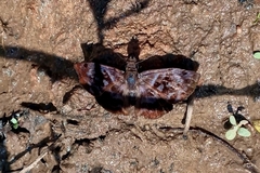 Ebrietas