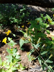 Brickellia cylindracea