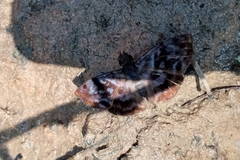 Ebrietas