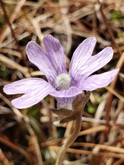 Pinguicula caerulea