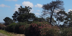 Nerium oleander