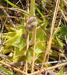 Pinguicula caerulea