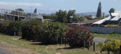 Nerium oleander