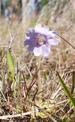 Pinguicula caerulea
