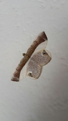 Opisthoxia amabilis
