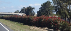 Nerium oleander