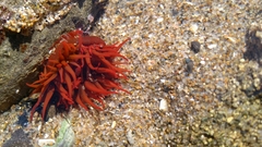 Anemonia alicemartinae