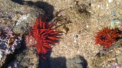 Anemonia alicemartinae