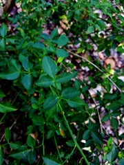 Jasminum mesnyi