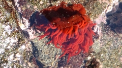 Anemonia alicemartinae