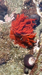 Anemonia alicemartinae
