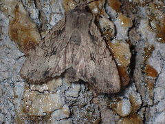 Lithophane disposita