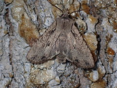 Lithophane disposita