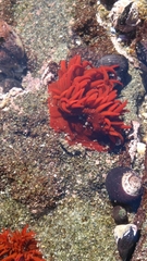 Anemonia alicemartinae