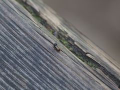 Trypodendron domesticum