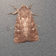 Eriopyga