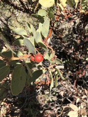 Arctostaphylos glauca