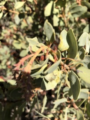 Arctostaphylos glauca