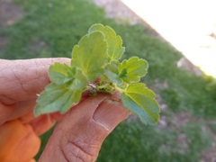 Veronica arvensis