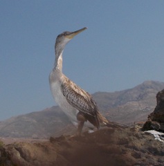 Gulosus aristotelis desmarestii