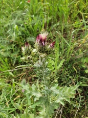 Carduus argentatus