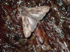 Lithophane hemina