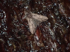 Lithophane hemina