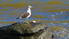 Larus dominicanus
