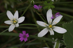 Ornithogalum umbellatum