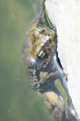 Sclerophrys arabica