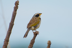 Black-Masked Finch photo 3