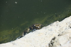 Sclerophrys arabica