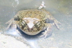 Sclerophrys arabica
