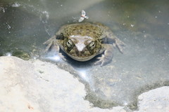 Sclerophrys arabica