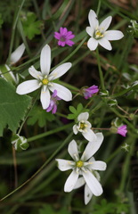 Ornithogalum umbellatum