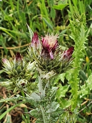Carduus argentatus