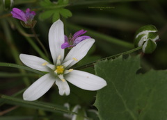 Ornithogalum umbellatum