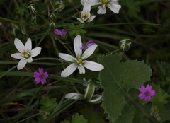 Ornithogalum umbellatum