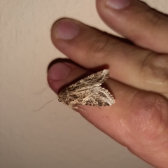 Spodoptera cosmioides