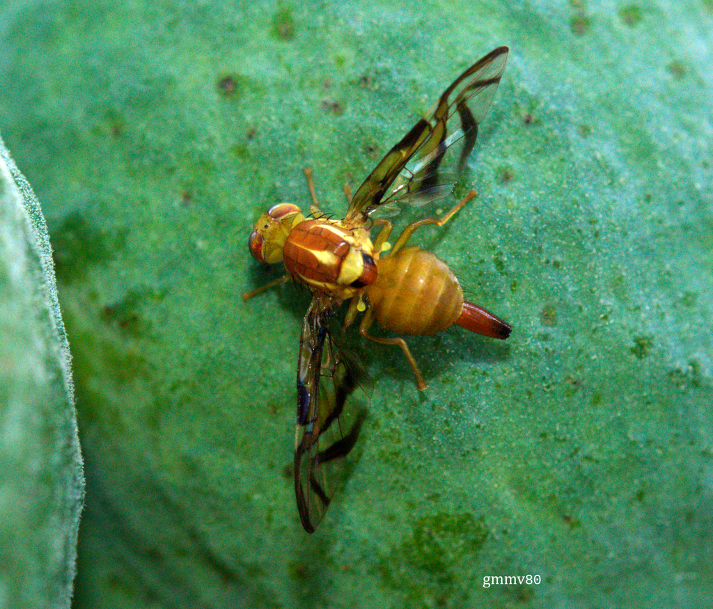 Anastrepha fraterculus
