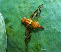 Anastrepha fraterculus