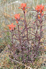 Castilleja subinclusa subinclusa