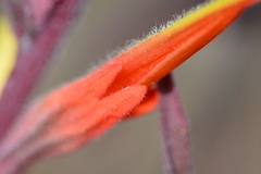 Castilleja subinclusa subinclusa