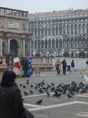 Columba livia domestica